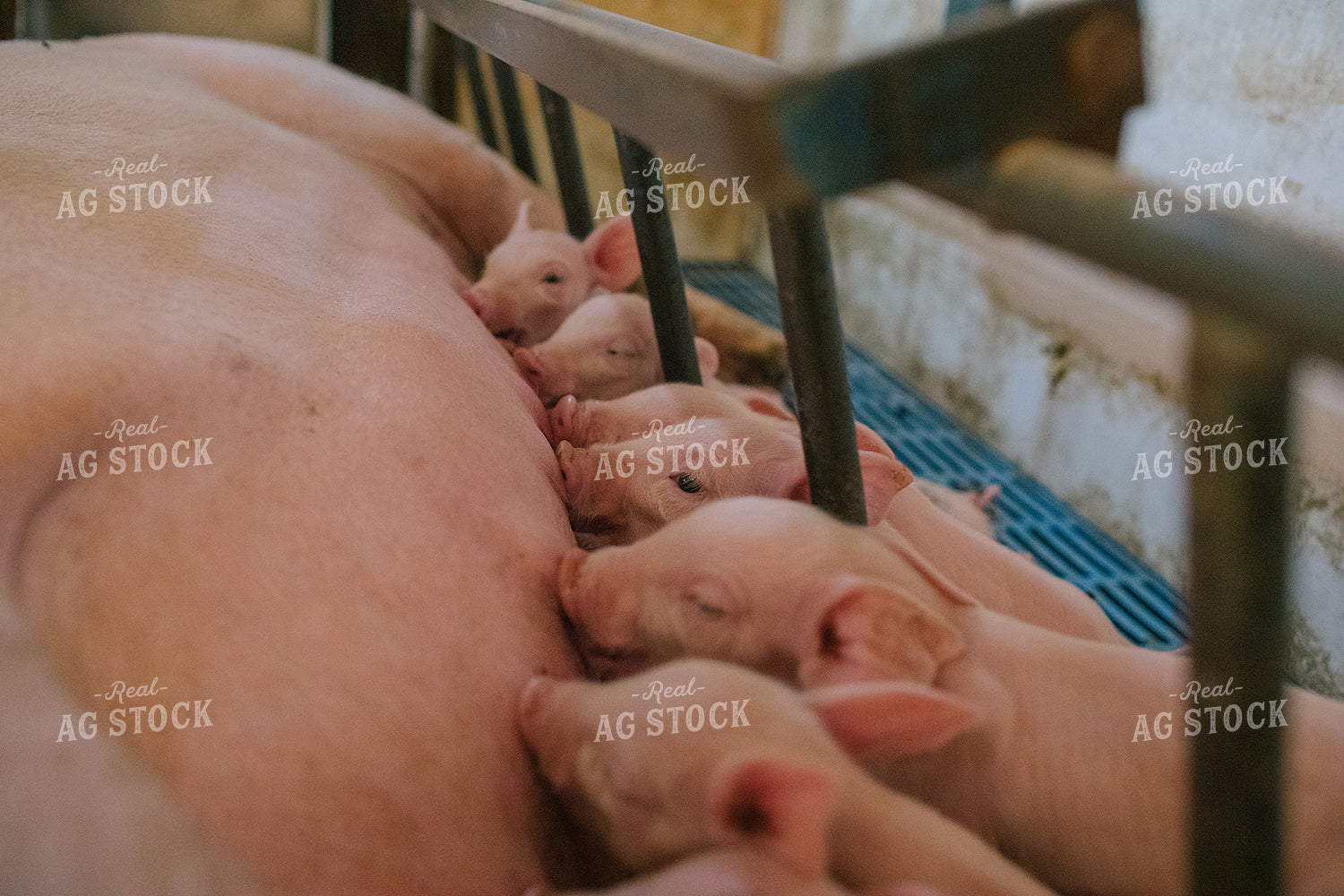 Piglets and Sow in Farrowing Stall 3243