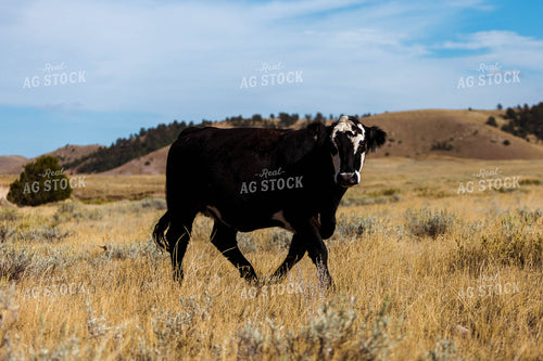 Bred Heifer on Pasture 97183
