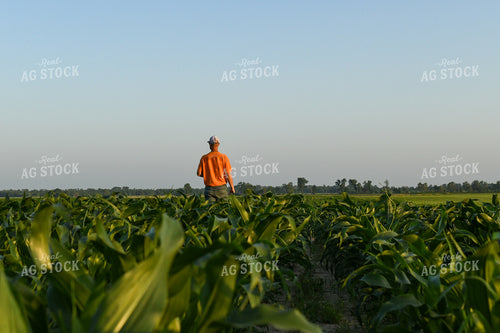Checking Corn 191118
