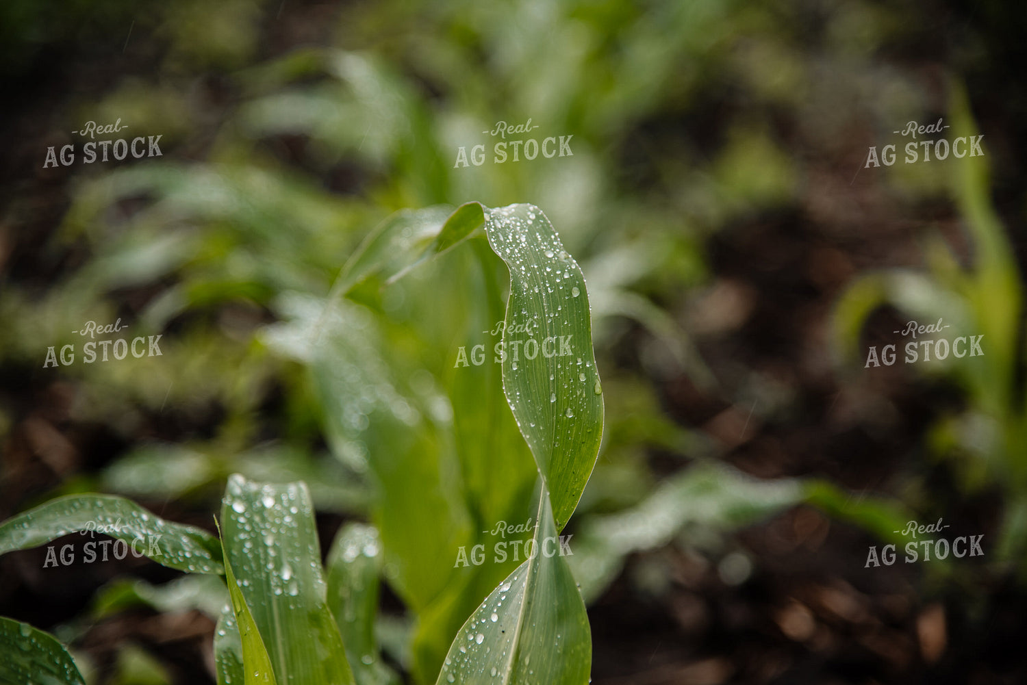 Rain on Corn Leaves 137020