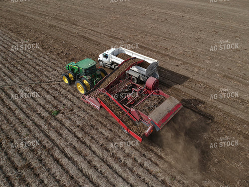 Potato Harvest 146007