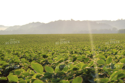 Soybeans Mid-Season 52026