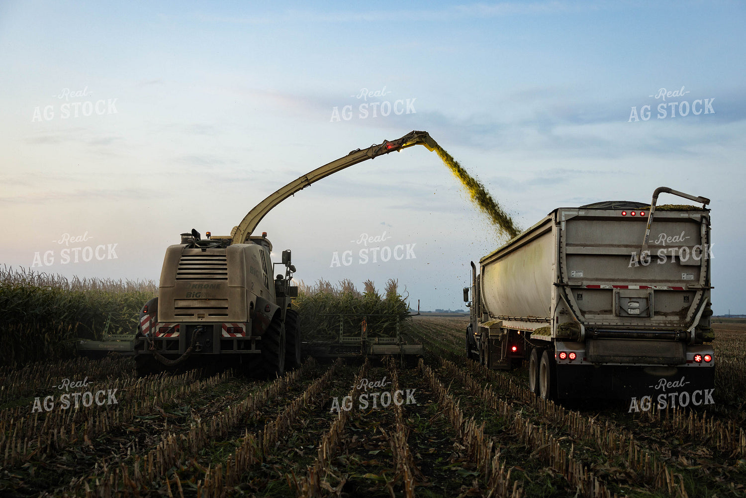 Chopping Corn Silage 152984