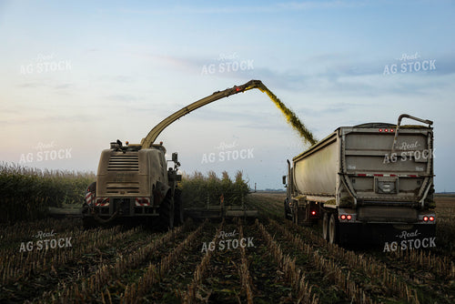 Chopping Corn Silage 152984