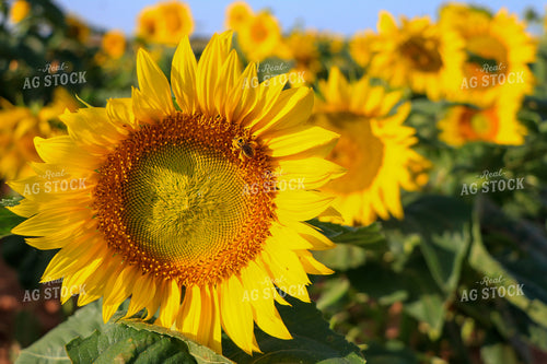 Sunflower with Bee 60028