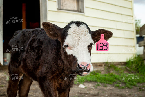 Calving Season 155565