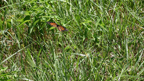 Butterfly Collecting Nectar and Pollen from Wildflowers on CRP Land 25073