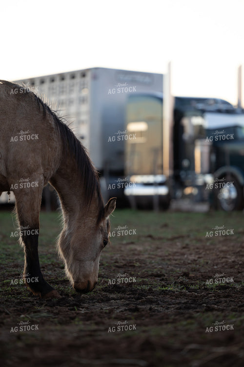 Horse 205040