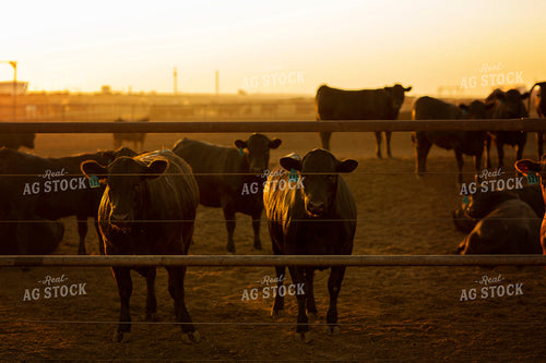 Feedyard Cattle at Sunrise 3821