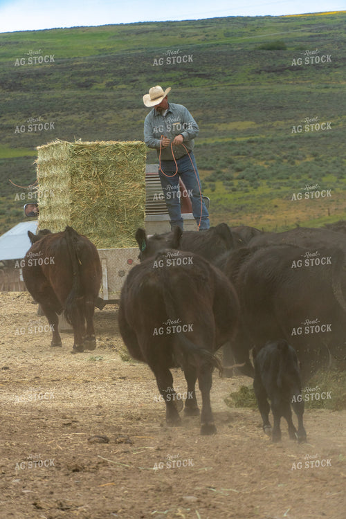 Farmer Feeding Cattle 65454