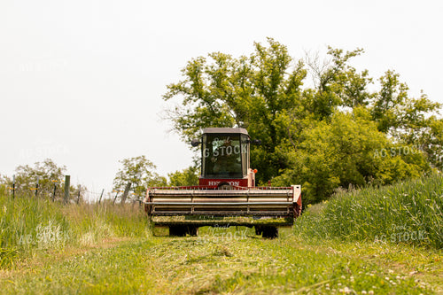 Harvesting Wheat for Baleage 157332