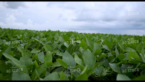 Rain Falling on Growing Crops - 301