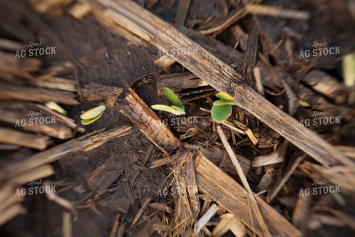 Soybeans - Early Growth 1440