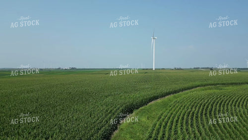Aerial of Midseason Corn Field 268036