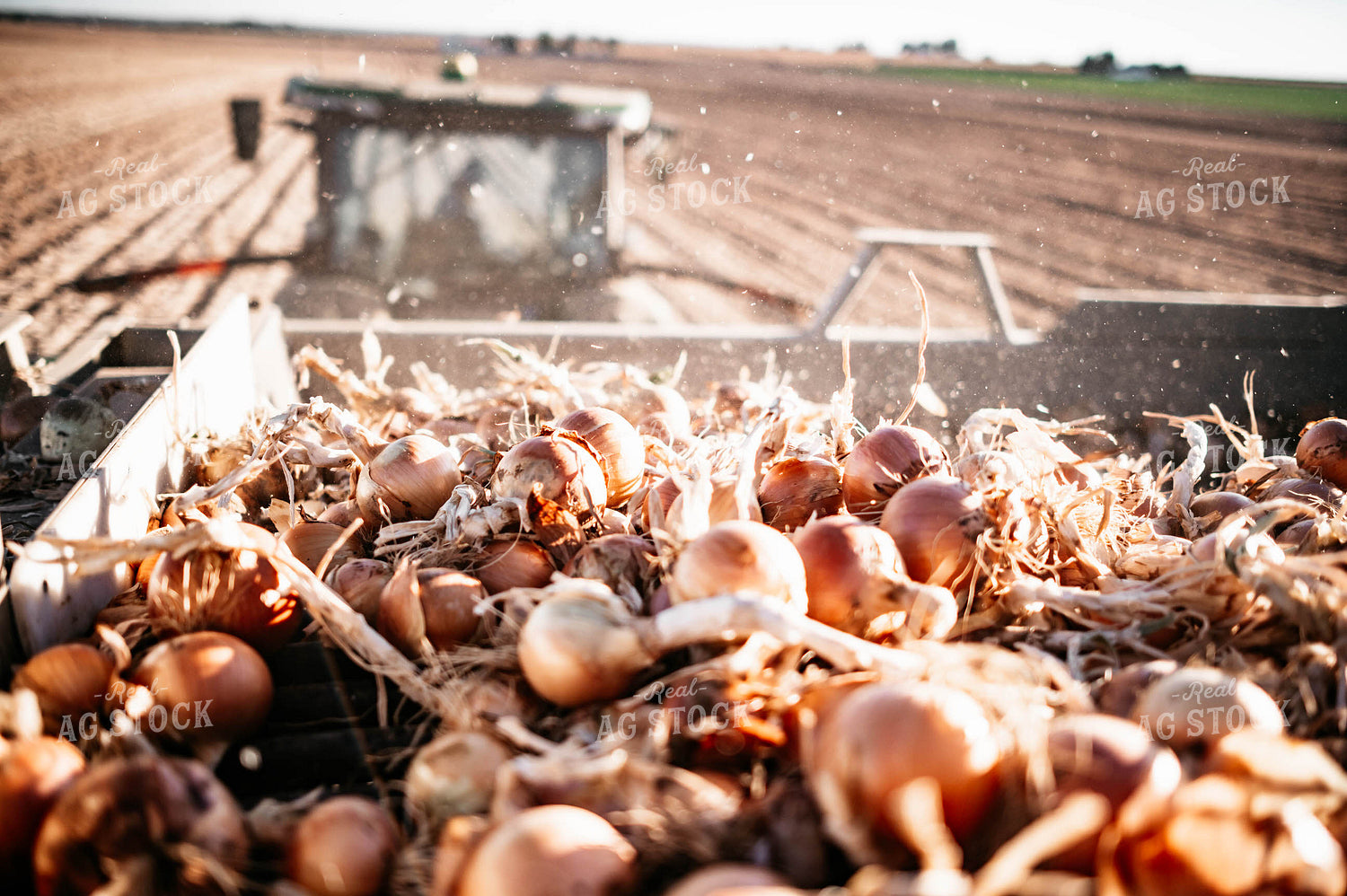 Onion Harvest 56739