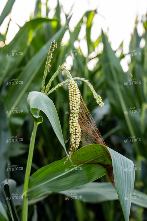 Drought Impacted Corn 65925