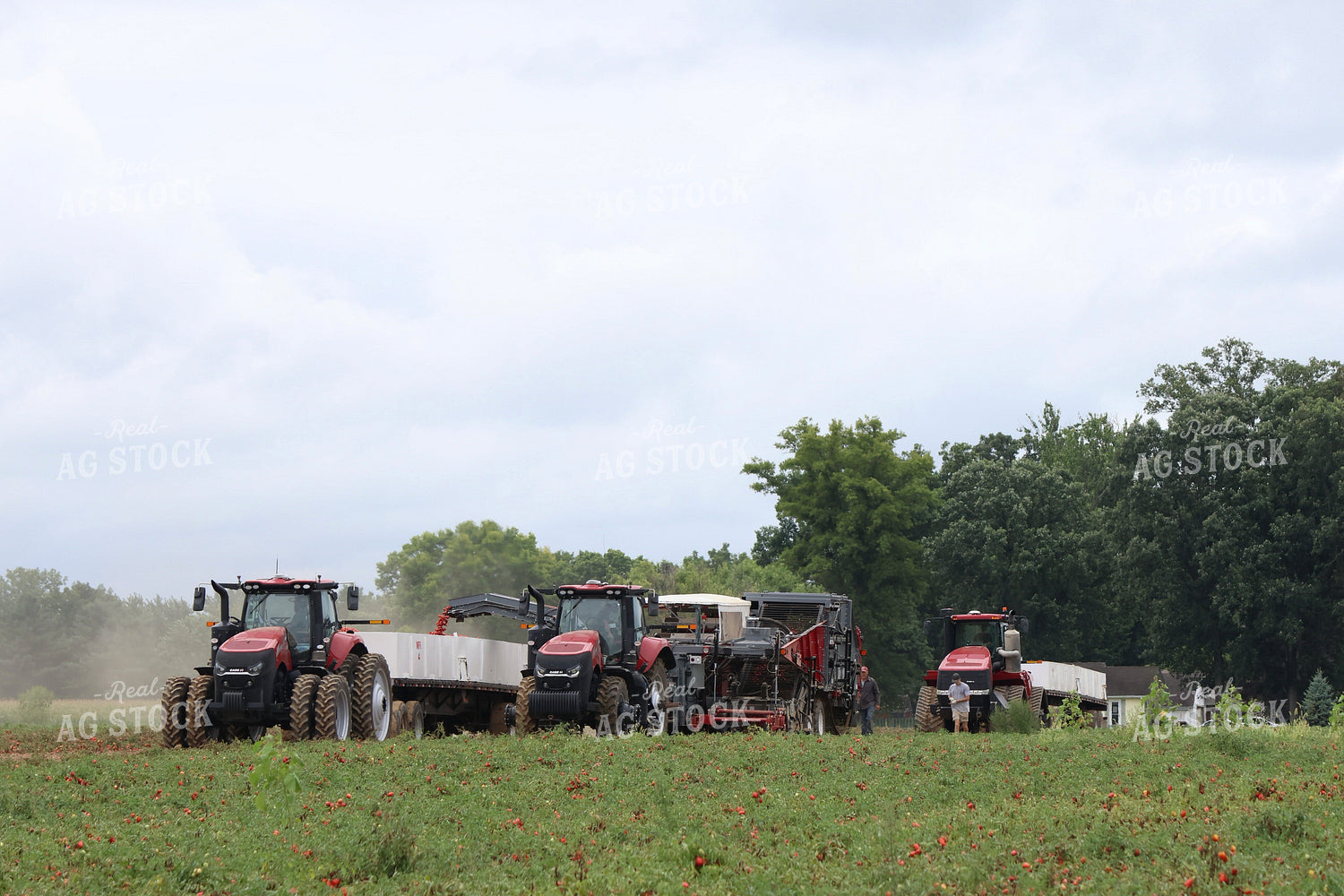 Tomato Harvest 109130