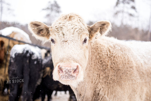 White Cow in Snow 74036