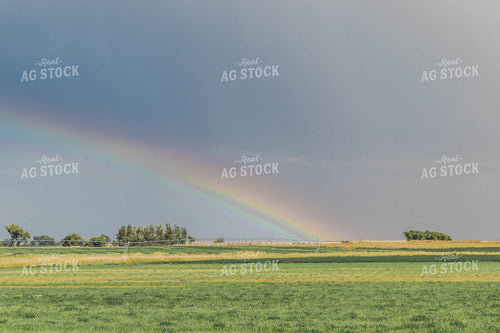 Rainbow Over Hay Field 61052