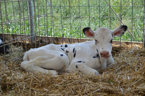 Dairy Calf 206000