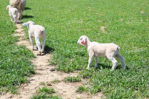 Lambs 84219