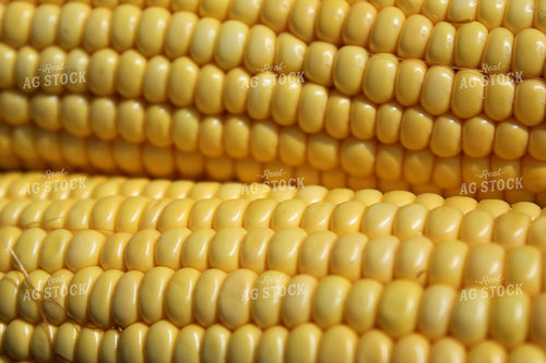 Husked Corn Ears 141045