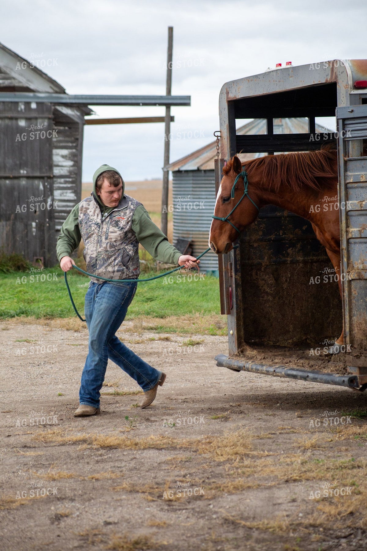 Rancher Unloading Chestnut Horse from Stock Trailer 406109