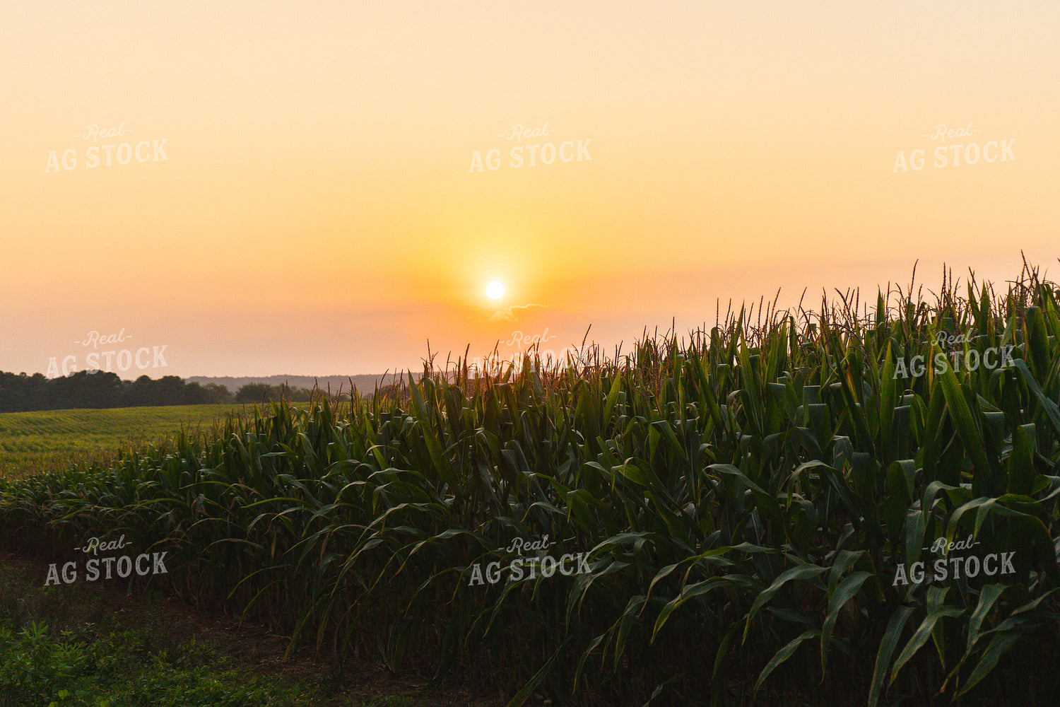 Corn Field at Sunset 128042