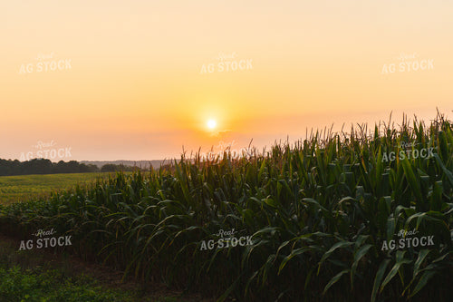 Corn Field at Sunset 128042