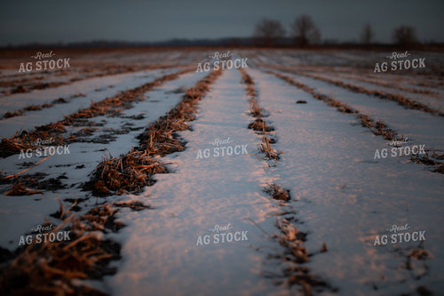 Snowy Harvested Soybean Field 3793