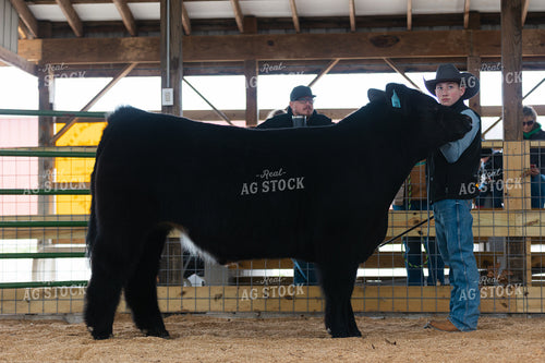 Showing Cattle 52829