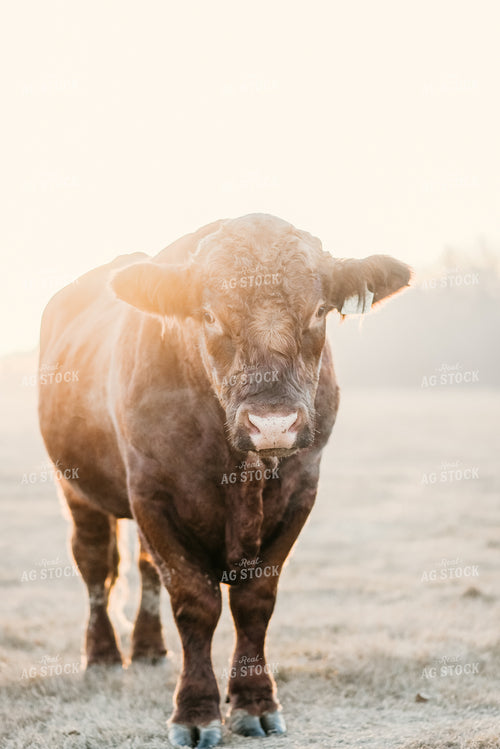 Black Angus Cow 64180
