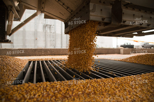 Corn Dumping into Grain Pit 26012