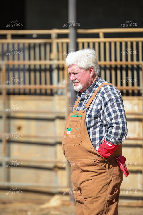 Judging Pig Show 52328