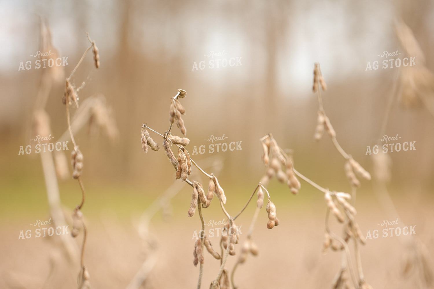 Dried Soybeans in Field 52492
