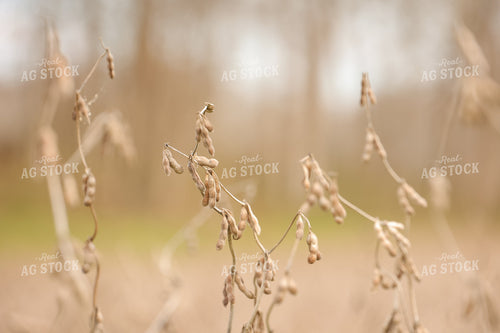 Dried Soybeans in Field 52492