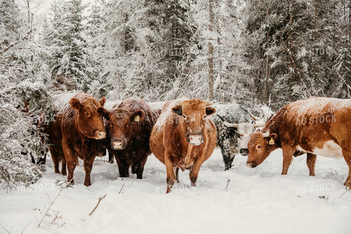 Cattle in Snowy Pasture 64318