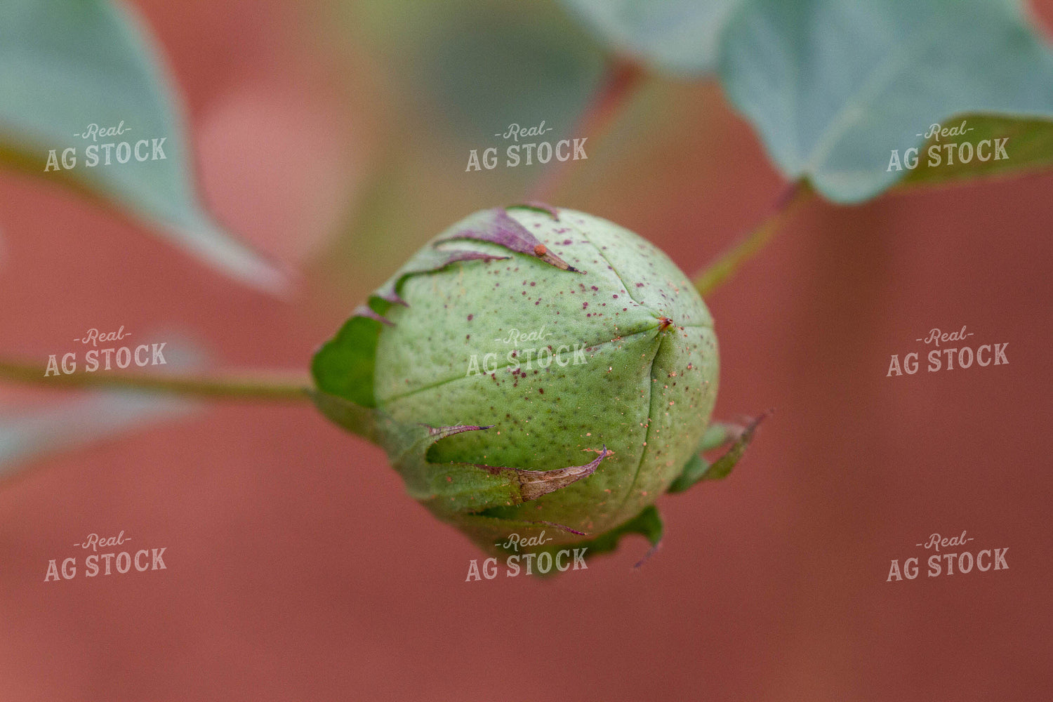Cotton Plant Pod 79118