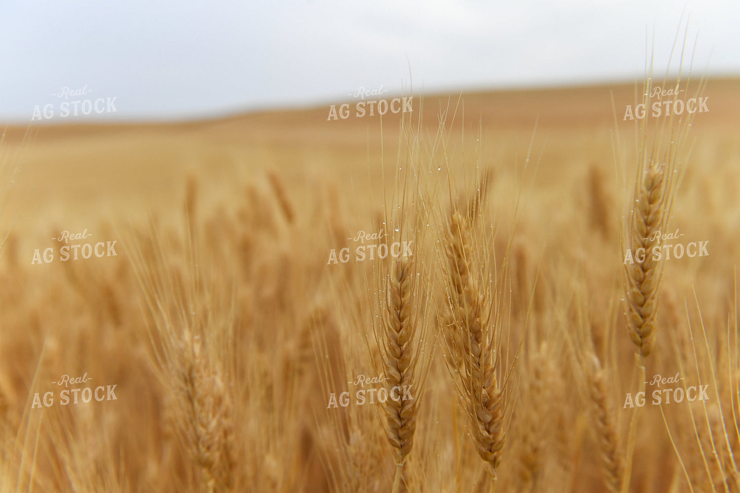 Wheat 129034