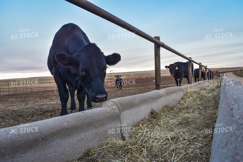 Feedlot Bunks 56055