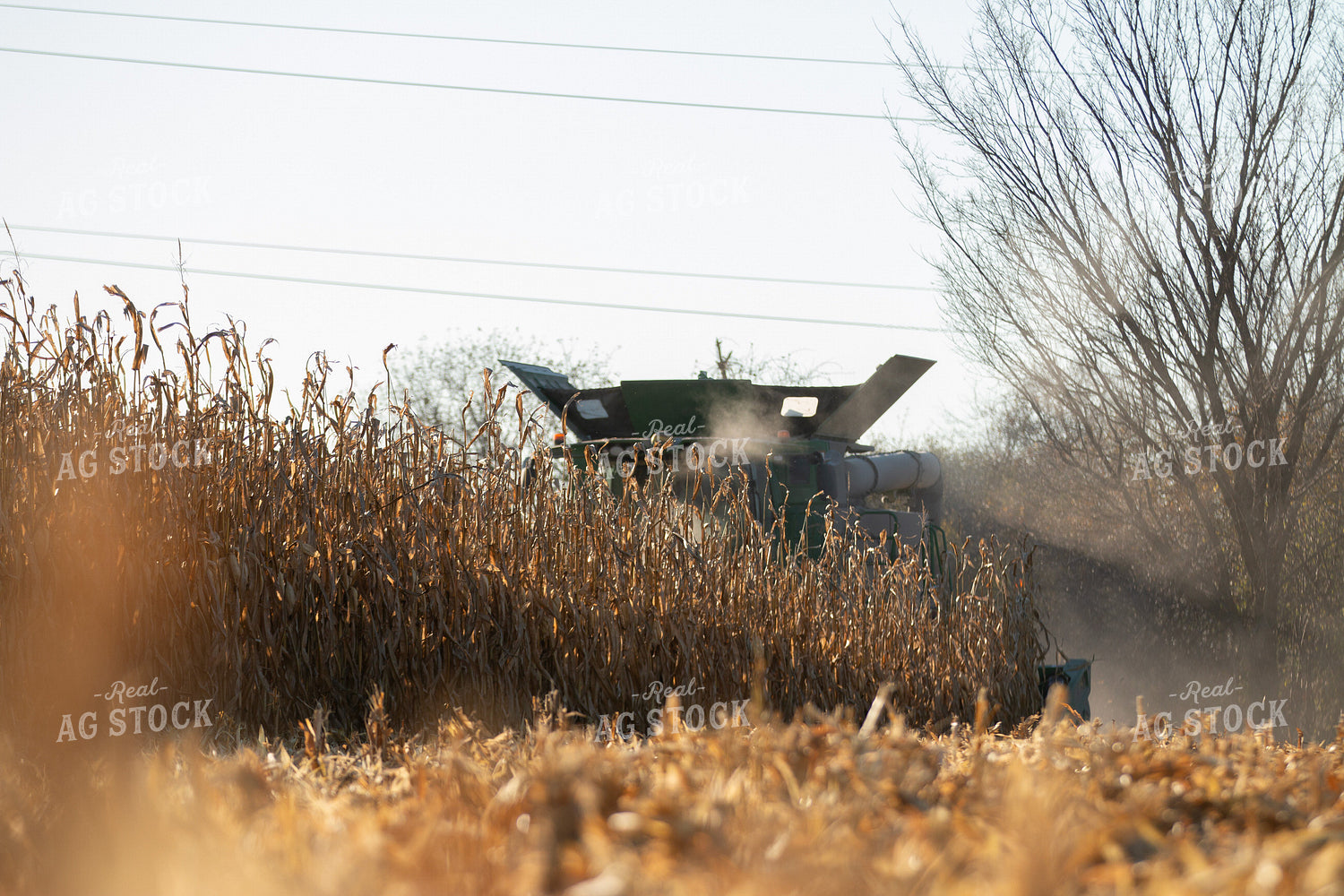 Corn Harvest 157258