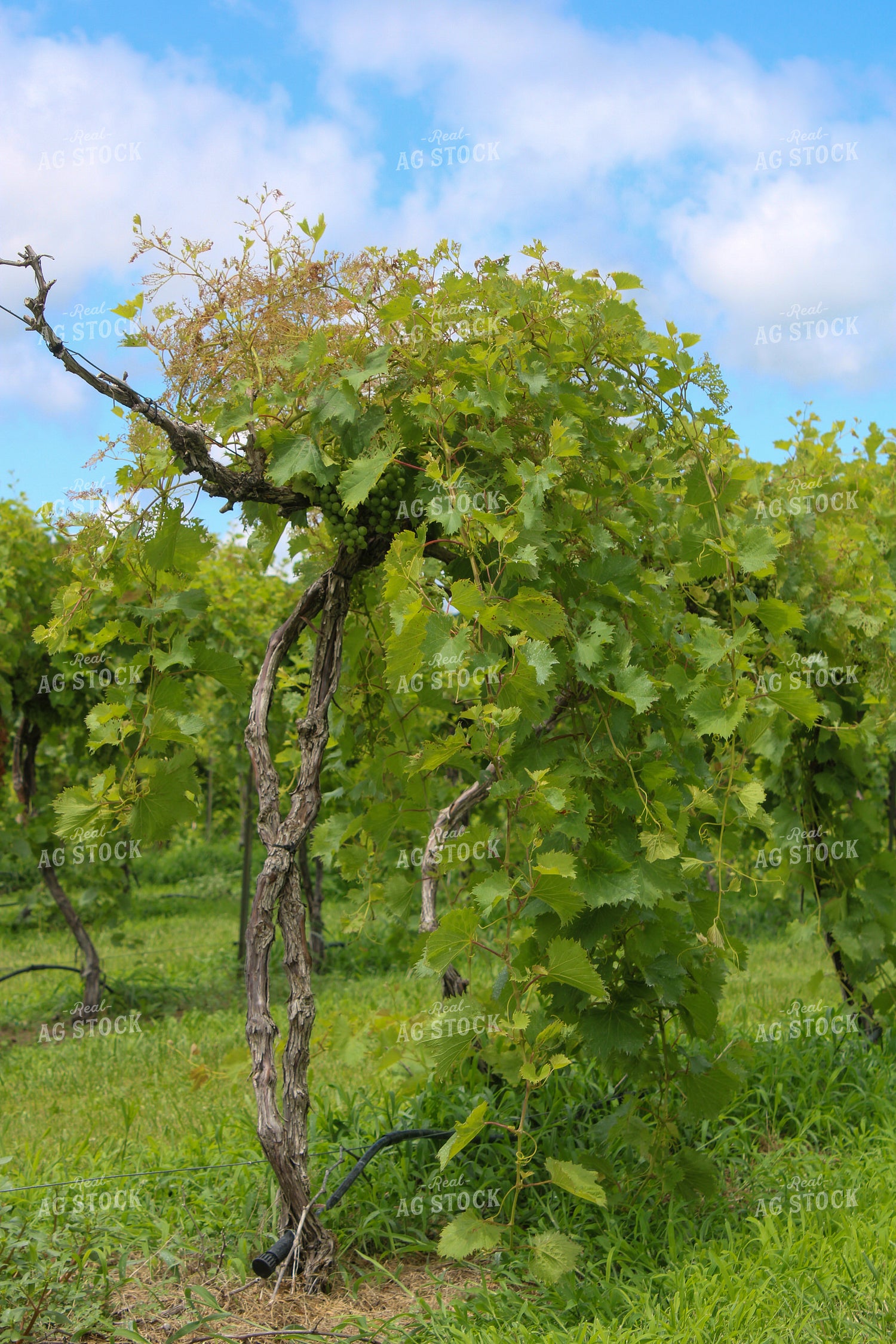 Vineyard 130037