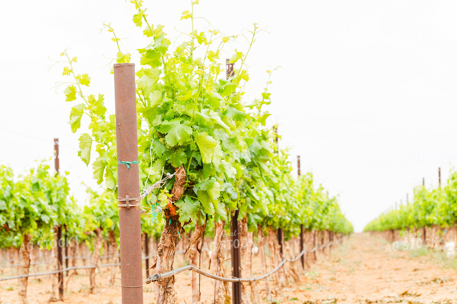 Vineyard 258006
