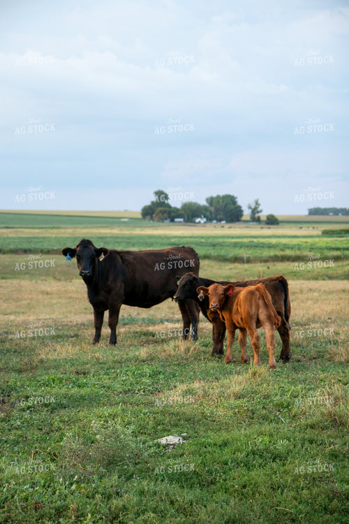 Cow Calf Pair on Pasture 67486