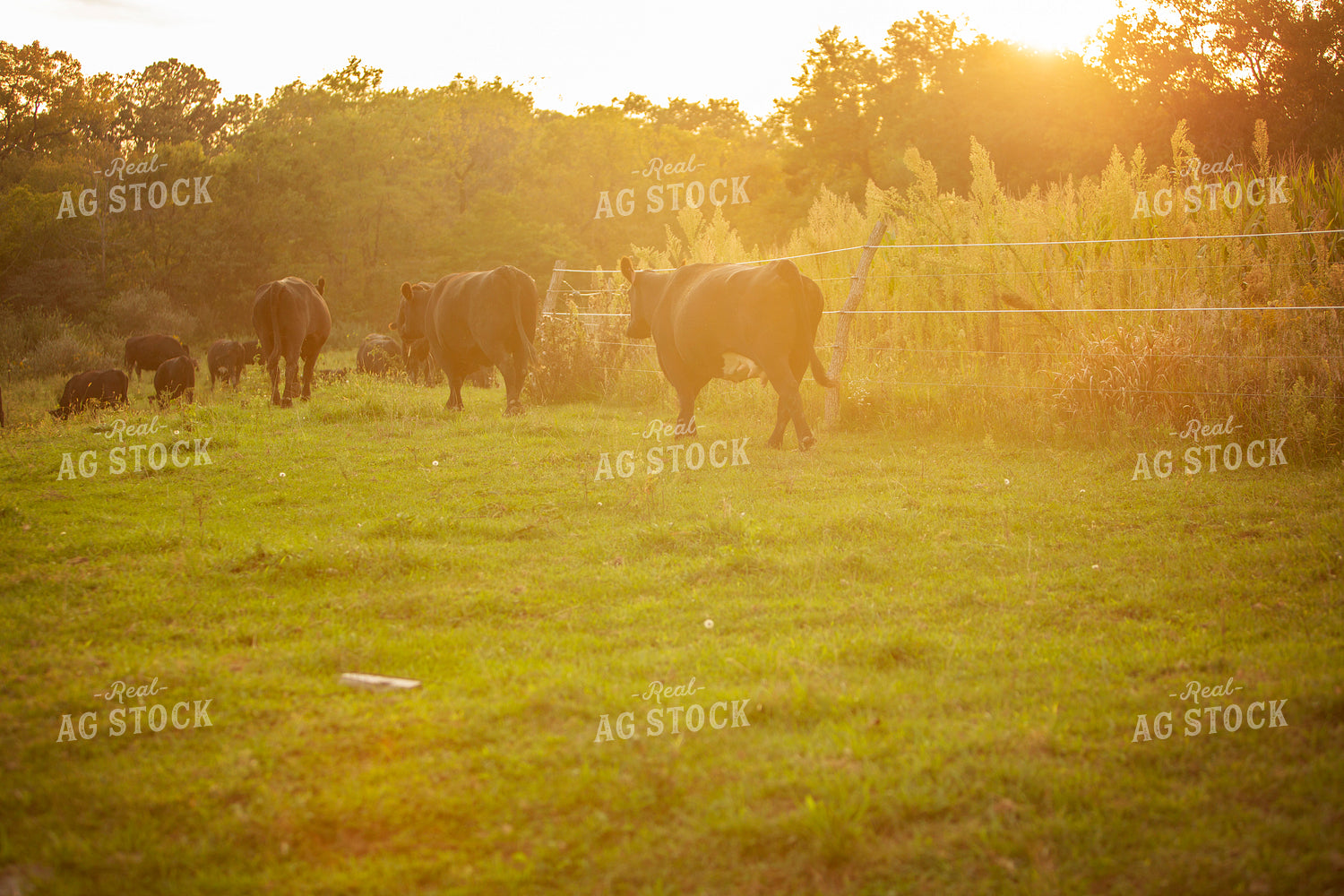 Cattle 2420