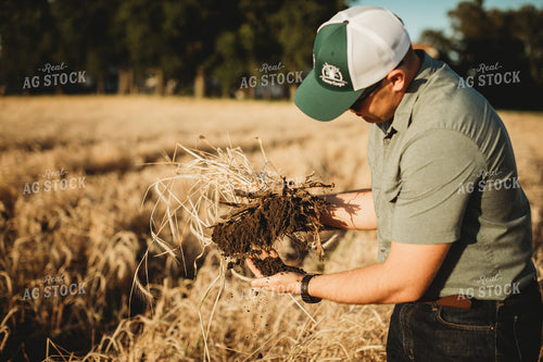 Farmer Agronomist Holding Soil in Soybean and Rye Cover Crop Field 5854