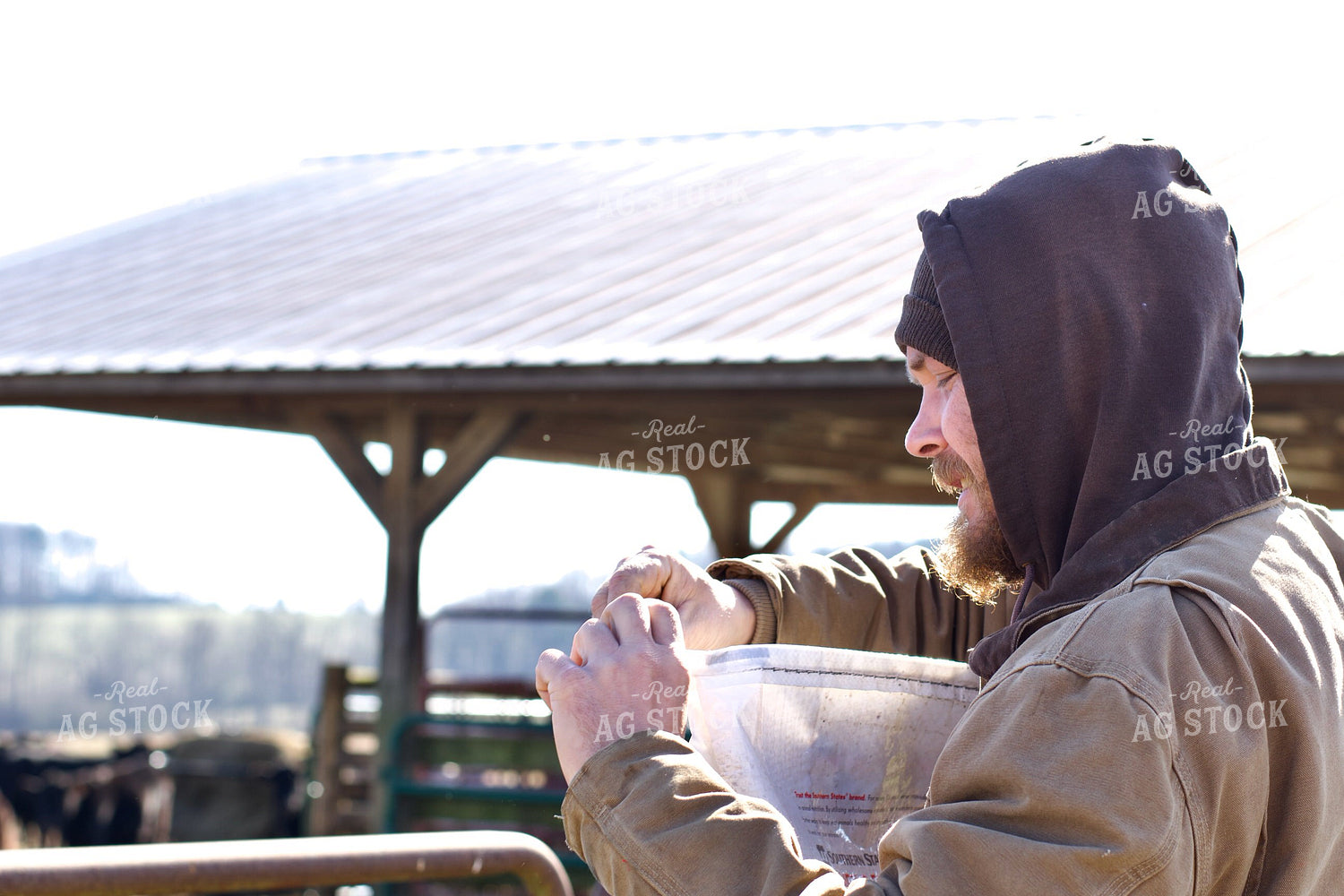 Farmer Feeding Cattle 251128