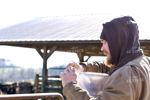 Farmer Feeding Cattle 251128
