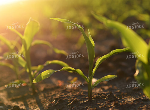 Young Corn Plants Growing in Sunlit Agricultural Field 100030