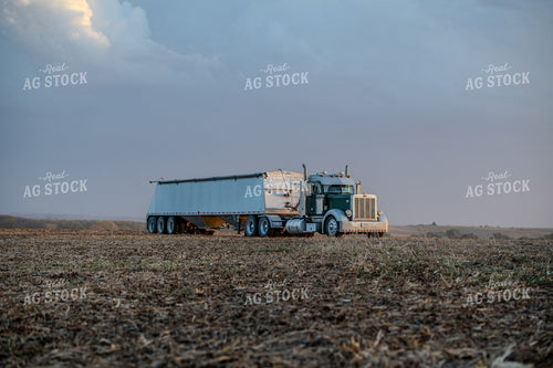 Semi Truck in Harvested Corn Field 236031